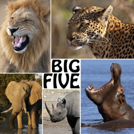 The Big Five - Lion, Elephant, Leopard, Hippoptamus and Rhinoceros
