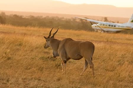 Eland antelope in front of an airplane in Masai Mara, Kenya.