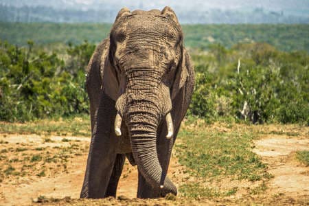 Rare view of an african big and huge elephant (Loxodonta Africana) standing in the middle of savannah bush during a safari in Addo National Park, South Africa